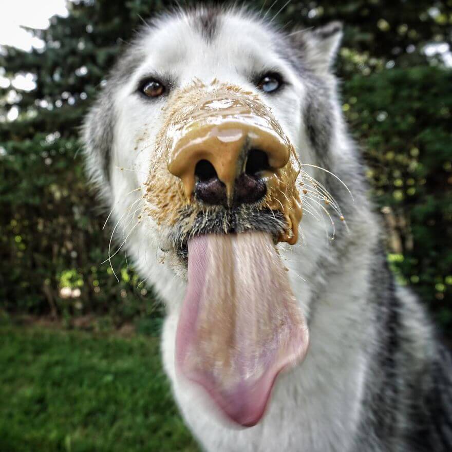 Loki, husky, aventure, ami