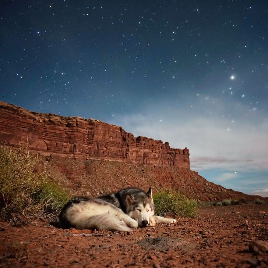 Loki, husky, aventure, ami
