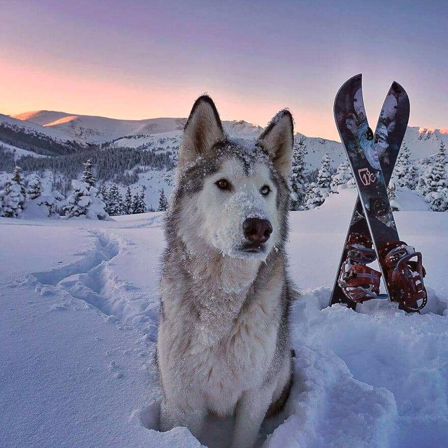 Loki, husky, aventure, ami