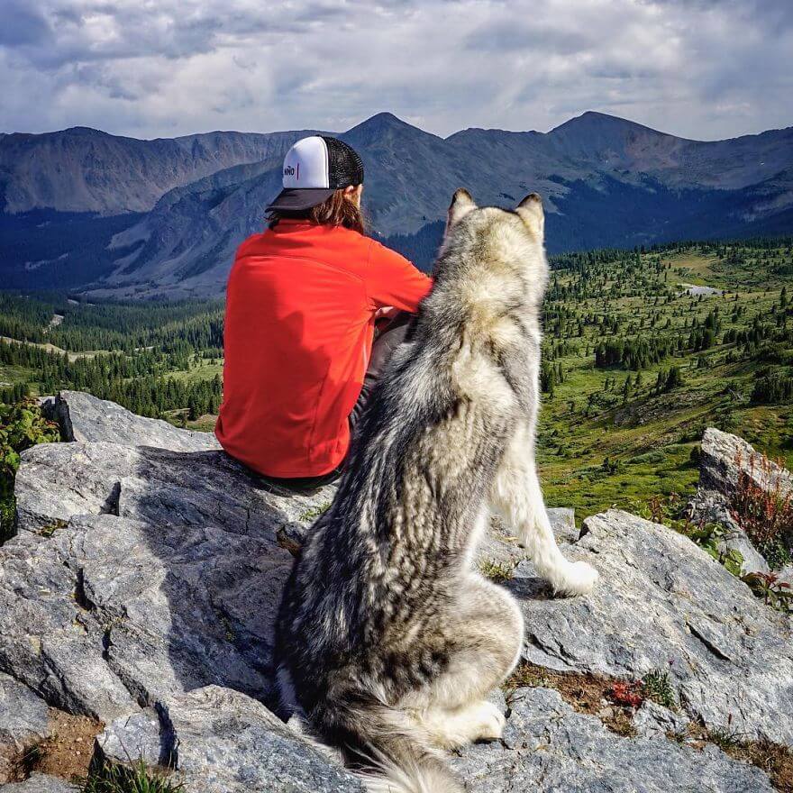 Loki, husky, aventure, ami