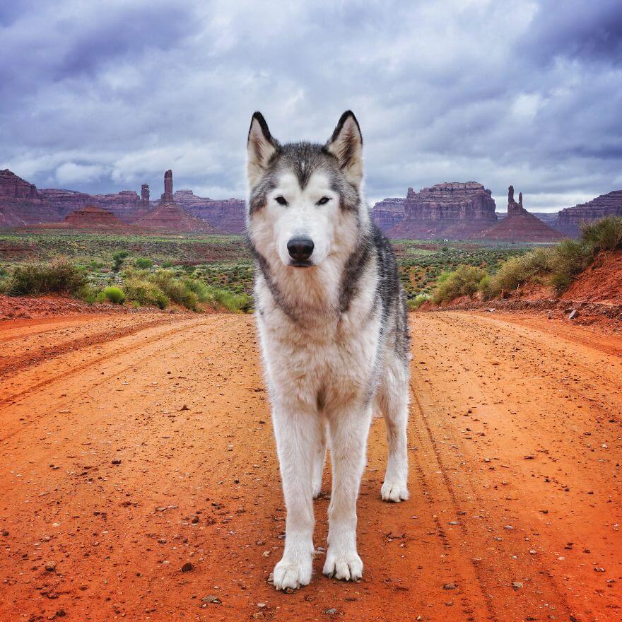 Loki, husky, aventure, ami