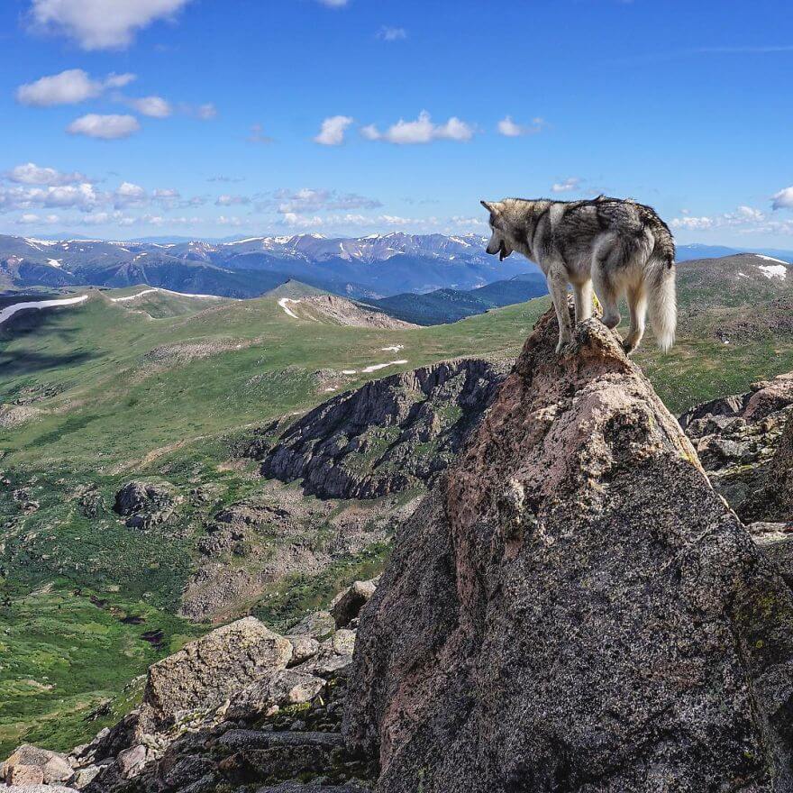 Loki, husky, aventure, ami