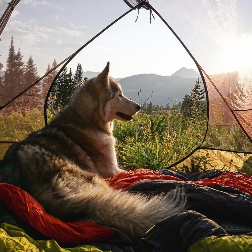 Loki, husky, aventure, ami