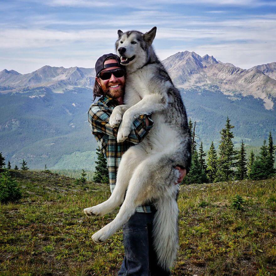 Loki, husky, aventure, ami