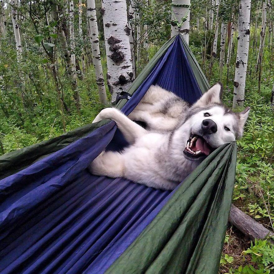 Loki, husky, aventure, ami
