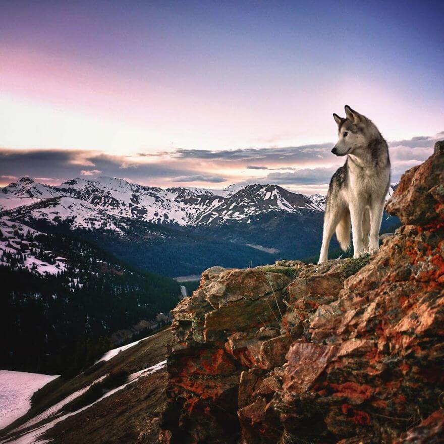 Loki, husky, aventure, ami