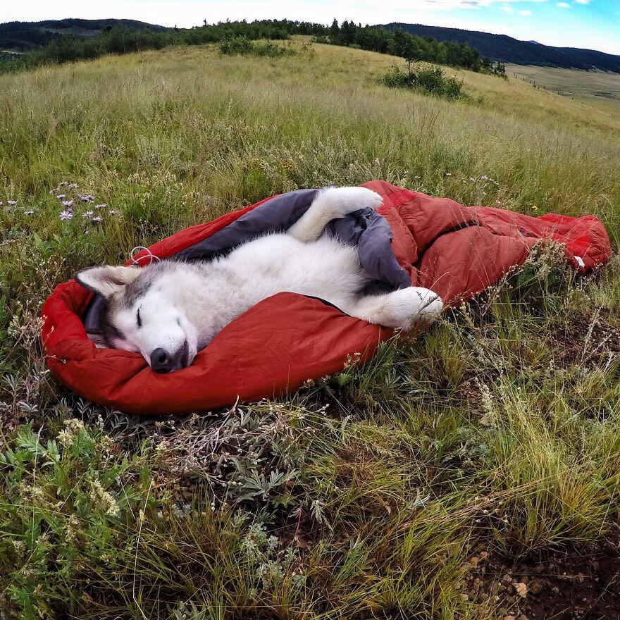 Loki, husky, aventure, ami