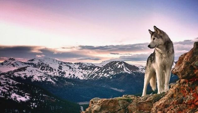 Il emmène son husky dans ses aventures pour ne pas le laisser enfermé Loki, husky, aventure, ami