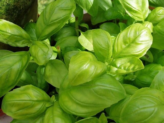 faire repousser du basilic et de la menthe
