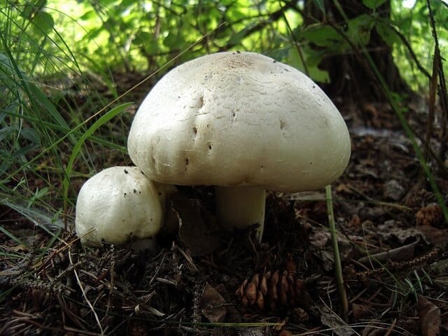 faire repousser des champignons