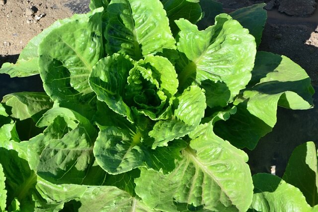 faire repousser de la laitue romaine