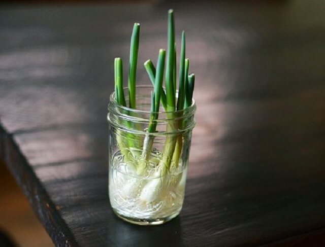 faire repousser des oignons verts