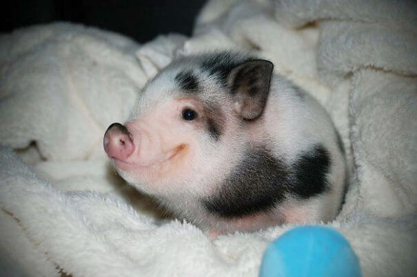 photos de bébés animaux