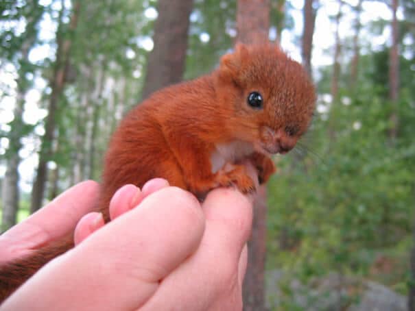 photos de bébés animaux