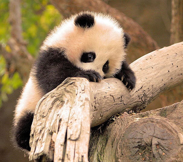 photos de bébés animaux