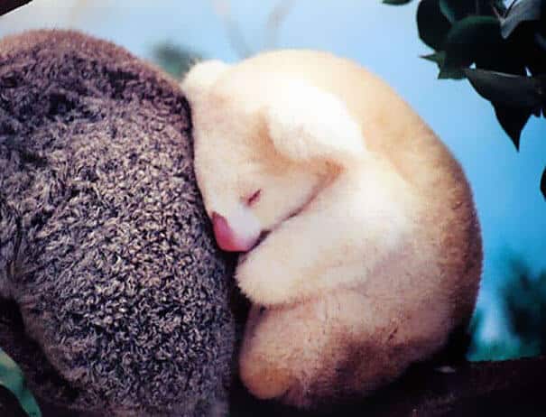 photos de bébés animaux