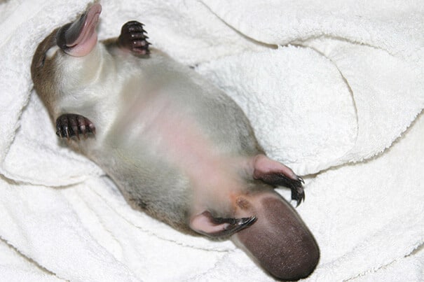 photos de bébés animaux