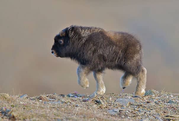 photos de bébés animaux