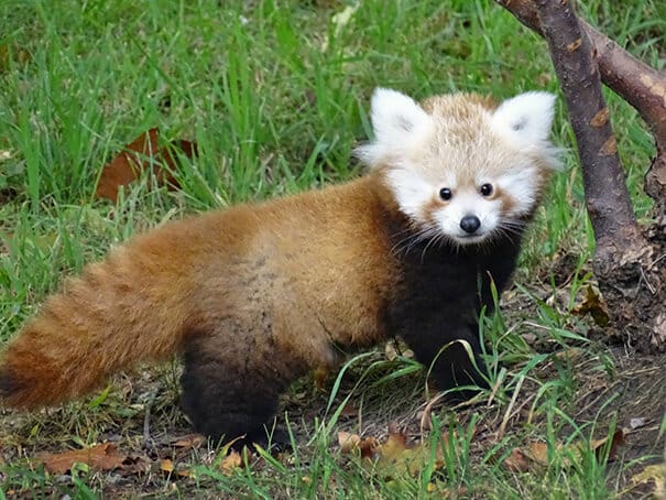 photos de bébés animaux