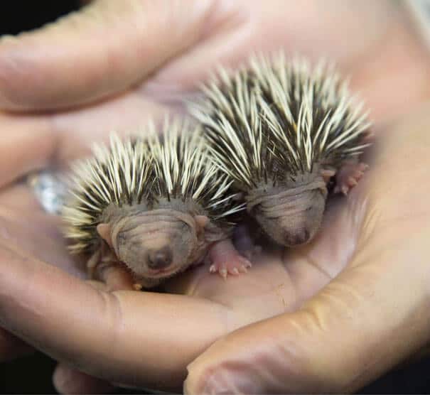 photos de bébés animaux