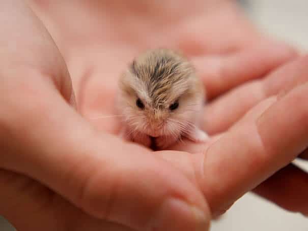 photos de bébés animaux
