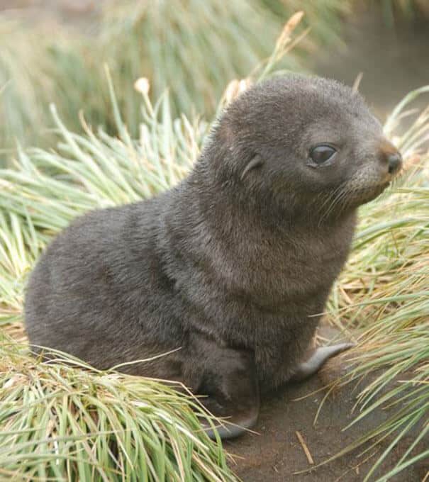 photos de bébés animaux