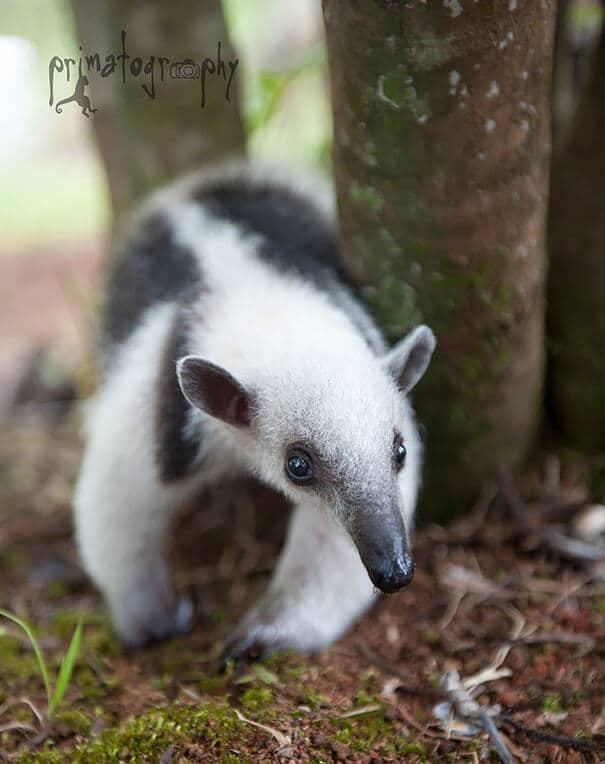 photos de bébés animaux