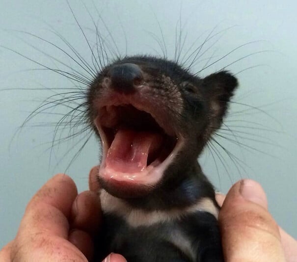 photos de bébés animaux
