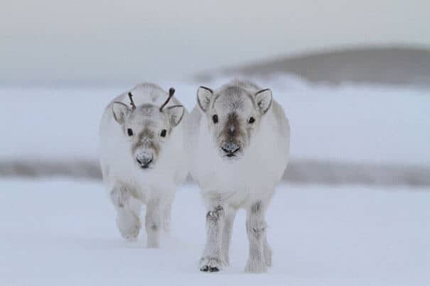photos de bébés animaux