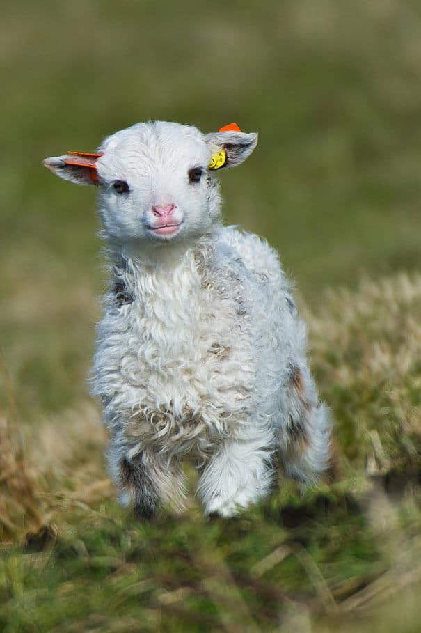 photos de bébés animaux