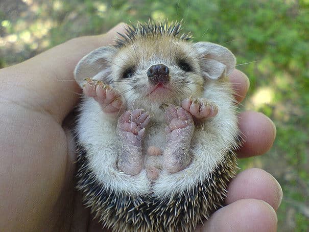 photos de bébés animaux