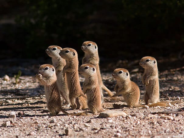 photos de bébés animaux