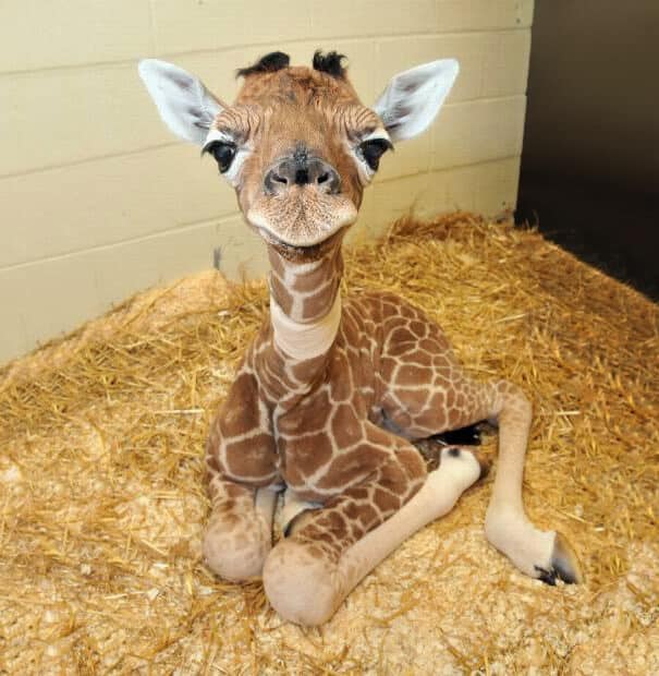 photos de bébés animaux