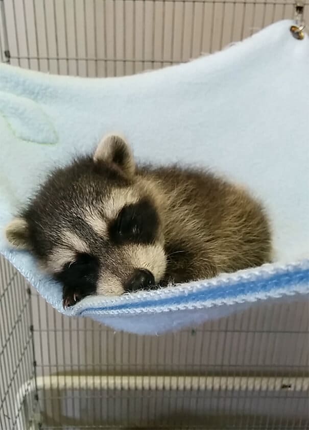 photos de bébés animaux