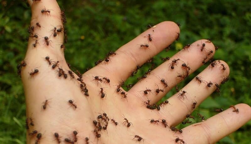 Fourmis, Venin, Homme