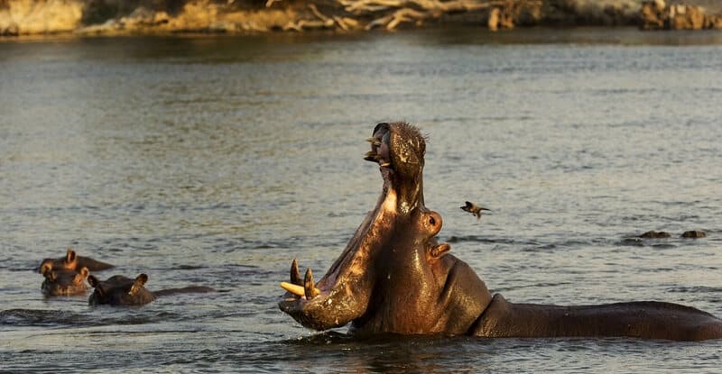 Hippopotame, Danger, Homme