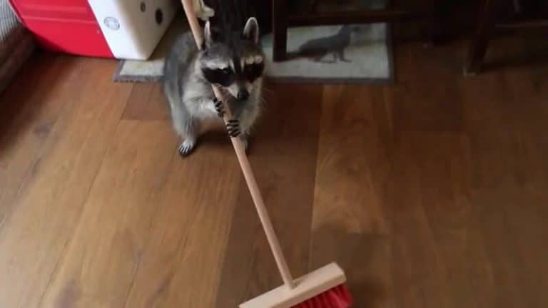 Vidéos drôles d'animaux
