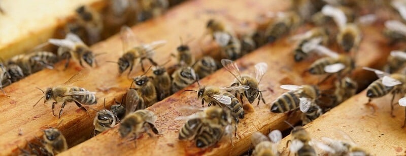 Abeilles, Darwin Awards