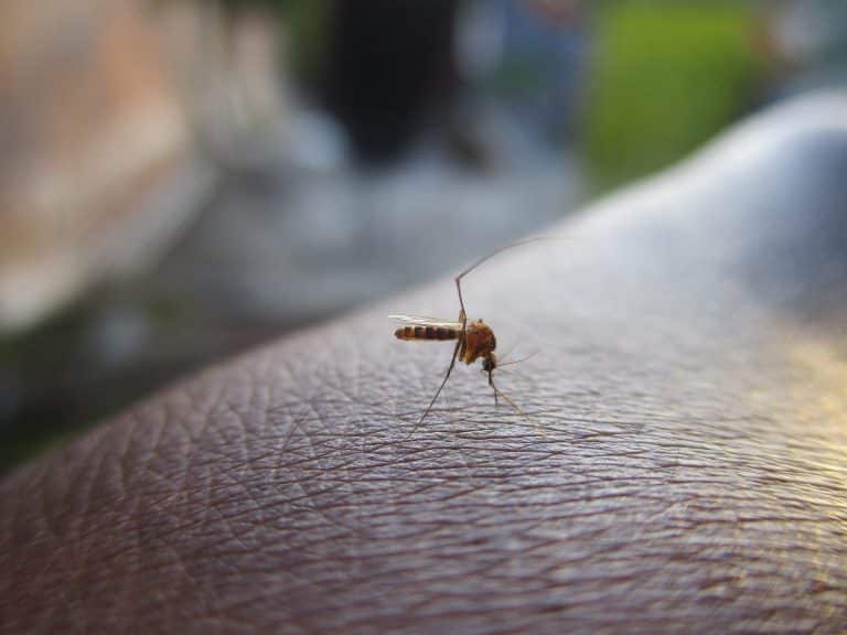 Côte d’Azur : Un virus rare provenant des moustiques vient d’être identifié
