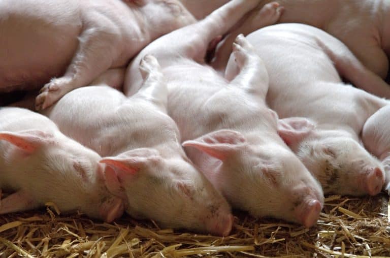 Des cochons très musclés et génétiquement modifiés ? Ça existe au Cambodge