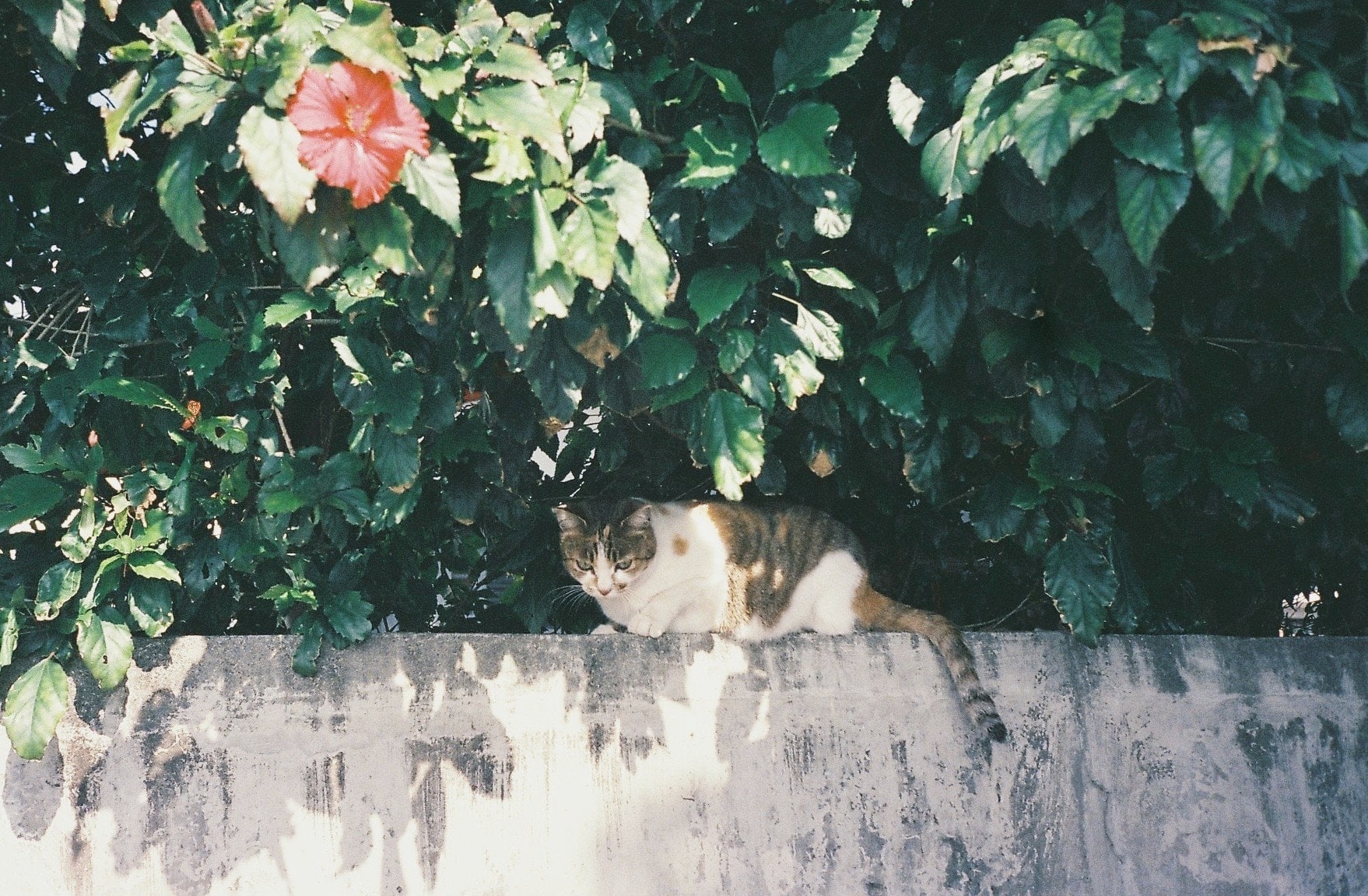 chats