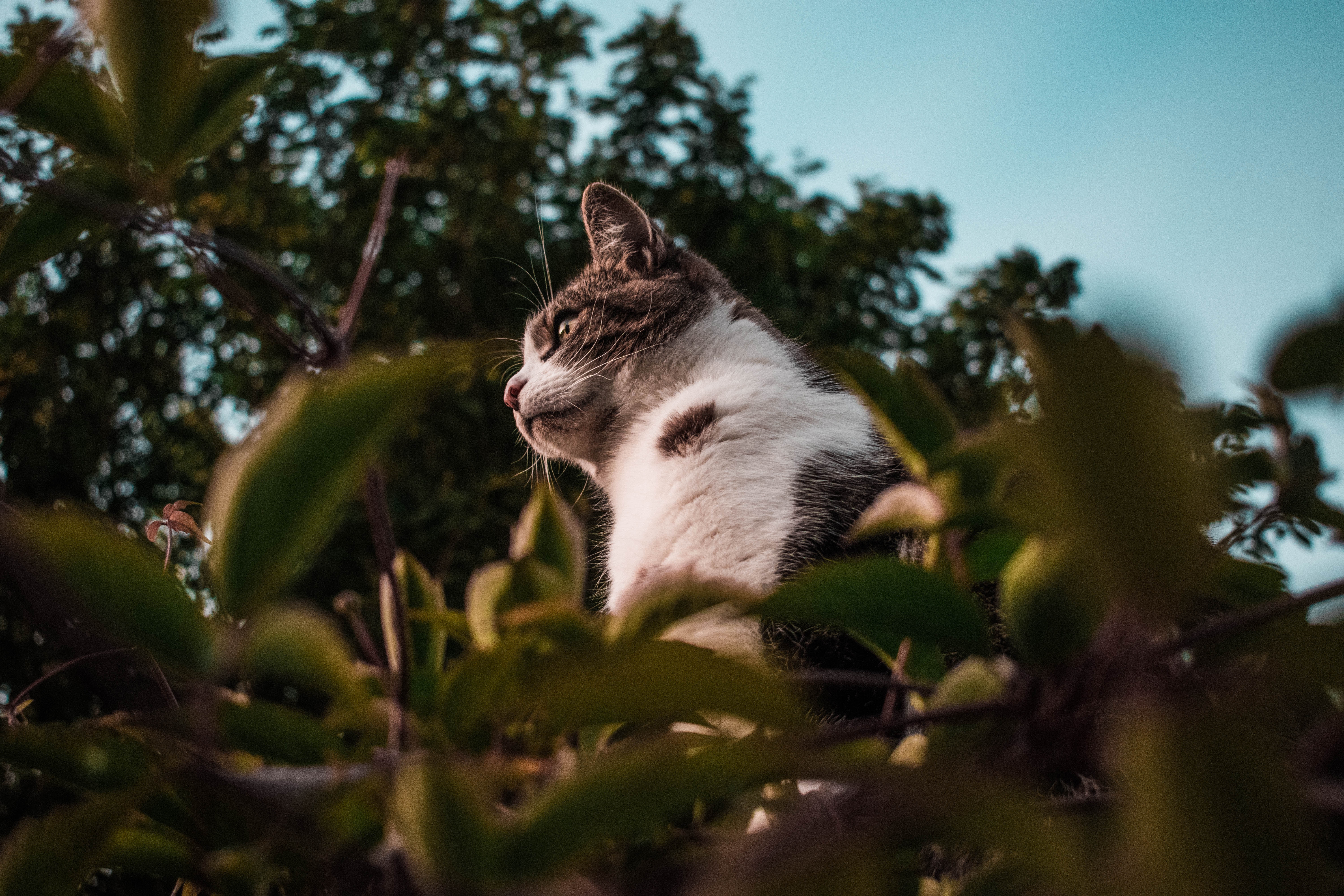 chats