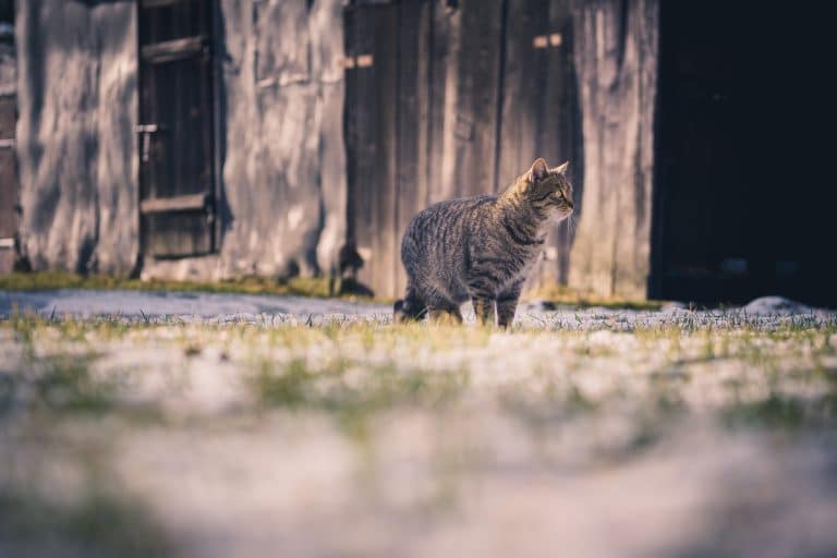Un maraîcher bio fait appel à des chats abandonnés pour régler un problème de rongeurs chats