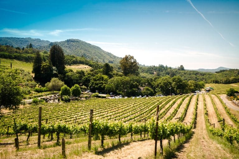 Voyage insolite : les nuits en tonneau au cœur d’un vignoble tonneau