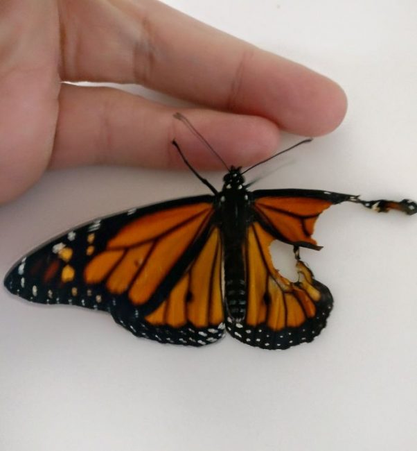 Une femme sauve un papillon monarque en effectuant une chirurgie sur son aile déchirée papillon