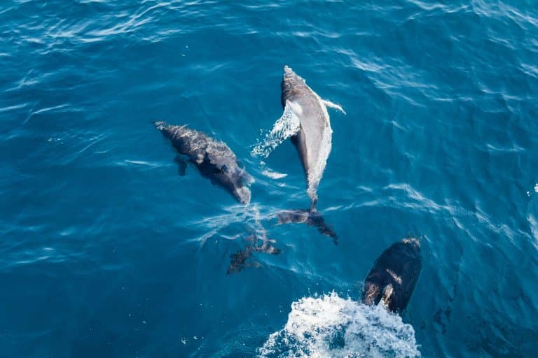 Plusieurs dizaines de dauphins échoués sur les côtes du Brésil brésil
