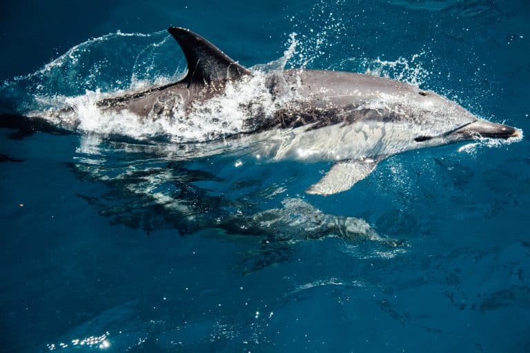 dauphins