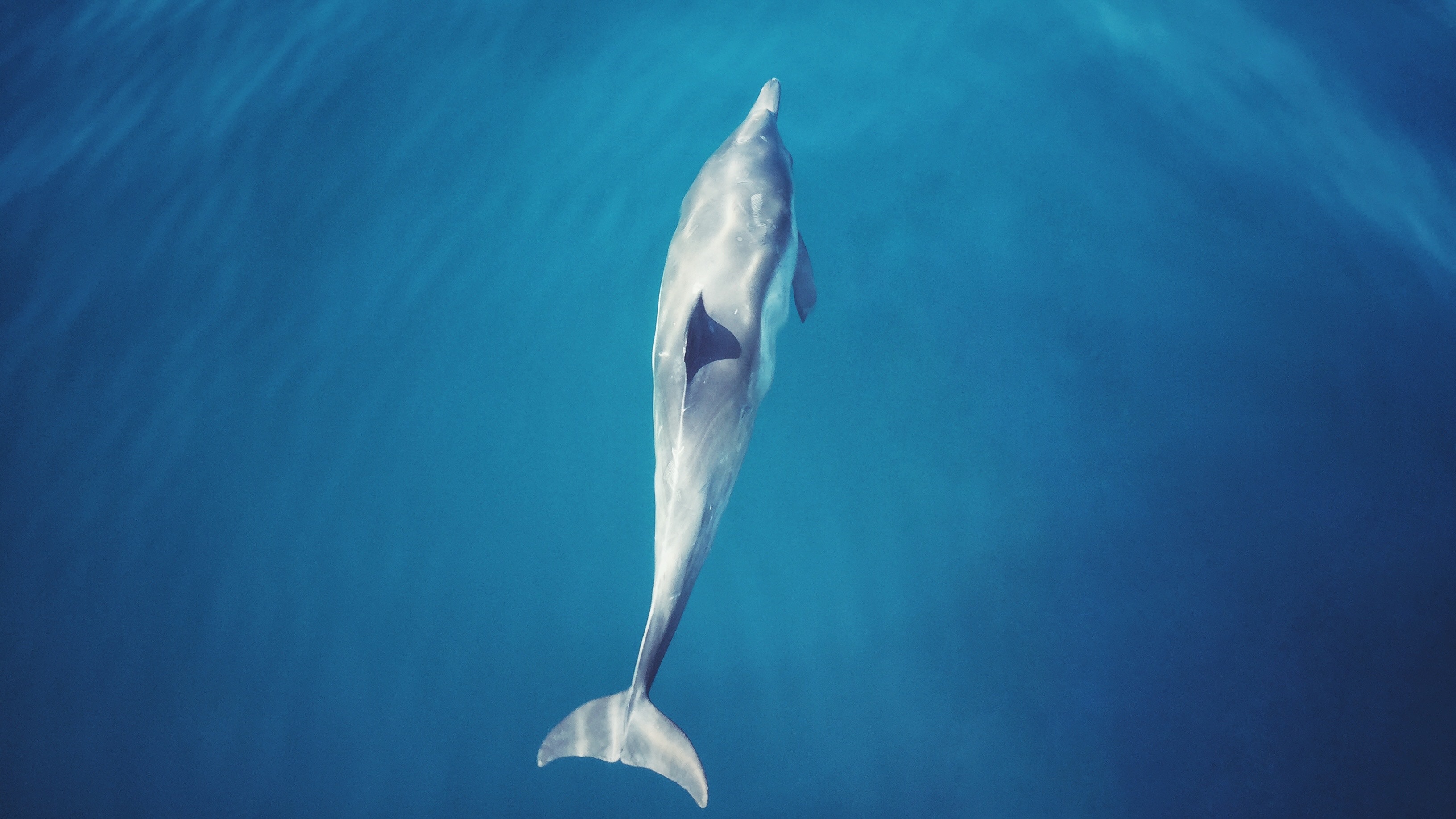 dauphins