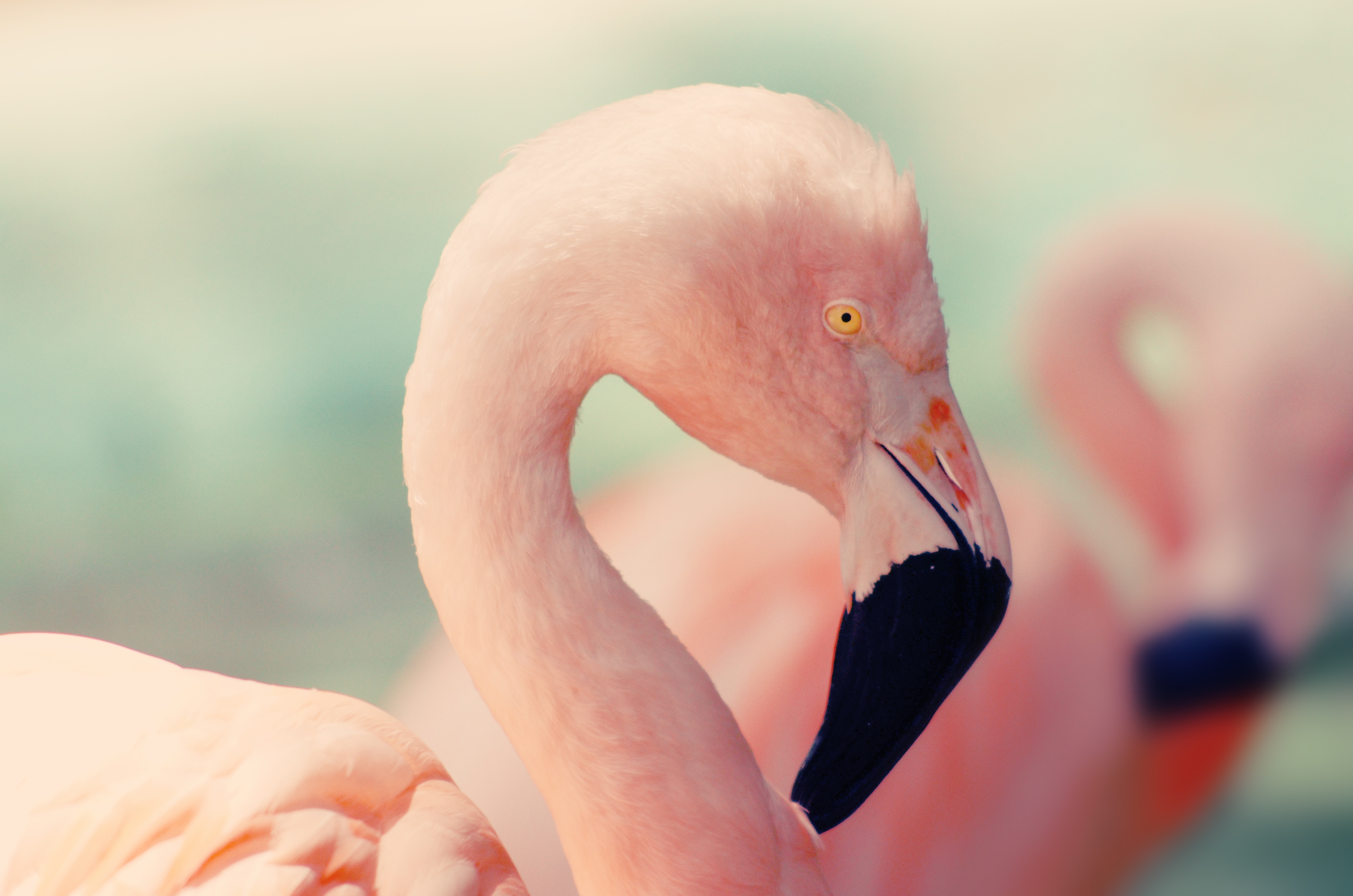 flamants