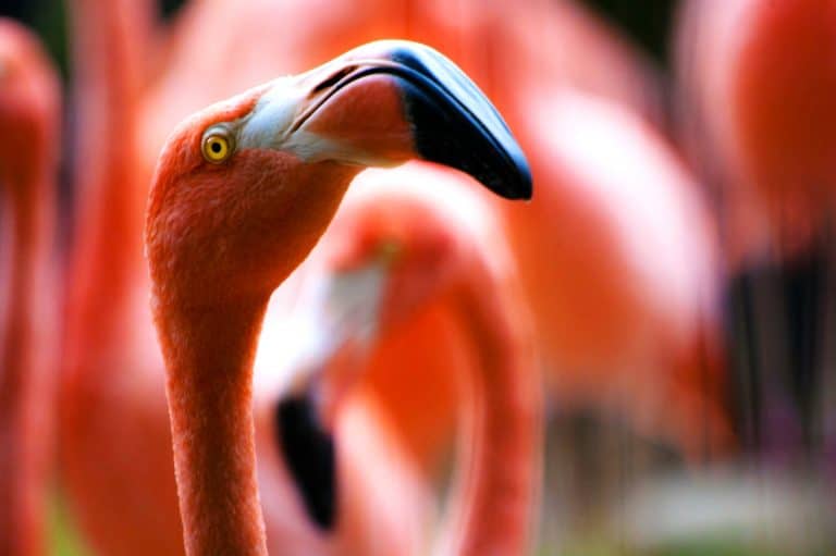 Bahamas : un hôtel recherche quelqu’un pour s’occuper des flamants roses flamants